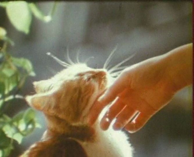 A little kitten leaning into a gentle hand in the sunlight